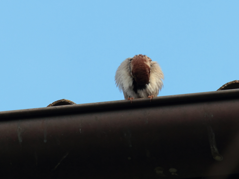 Avifauna humor